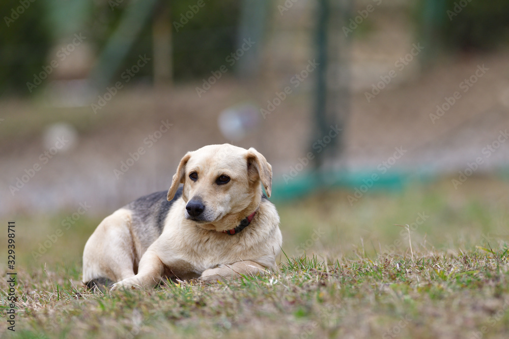 Domestic dog sleeping on the grass in house of refuge 