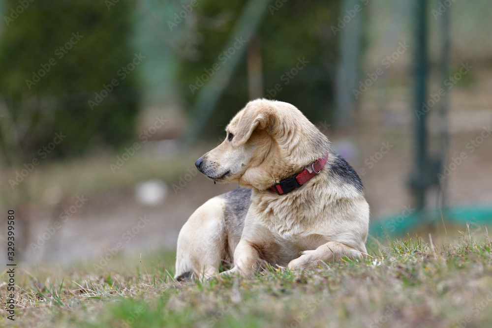Domestic dog sleeping on the grass while waiting for his master