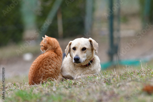Wallpaper Mural Domestic dog sleeping on the grass along with carroty cat as a best friends Torontodigital.ca