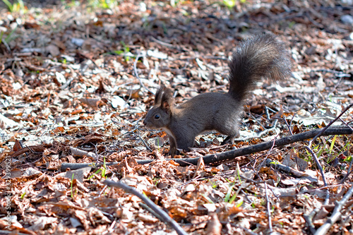 squirrel on ground © Perytskyy