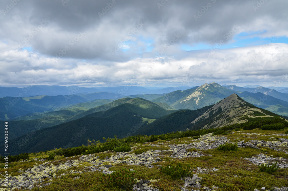 Green stony mountains covered with pine forest, and creeping pine. View to the mountain Little Gorgan and Dovbushanka, Gorgany ridge of Carpathian mountains Ukraine