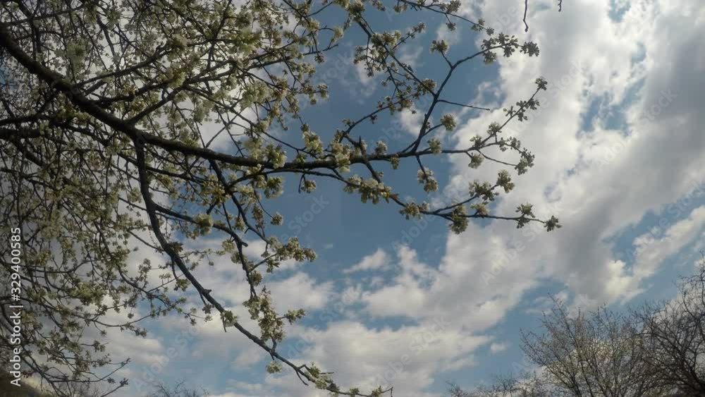 Blossoming cherry tree and blue sky Blossoming cherry tree and blue sky