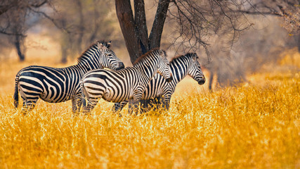 Fototapete Zebra Steppenzebra im natürlichen Lebensraum  © Milan