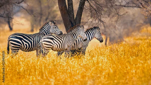 Fototapeta The plains zebra (Equus quagga, formerly Equus burchellii), also known as the common zebra, is the most common and geographically widespread species of zebra.