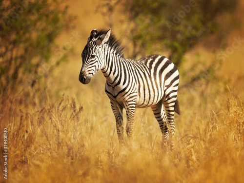 The plains zebra  Equus quagga  formerly Equus burchellii   also known as the common zebra  is the most common and geographically widespread species of zebra.