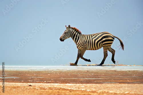 The plains zebra (Equus quagga, formerly Equus burchellii), also known as the common zebra, is the most common and geographically widespread species of zebra.