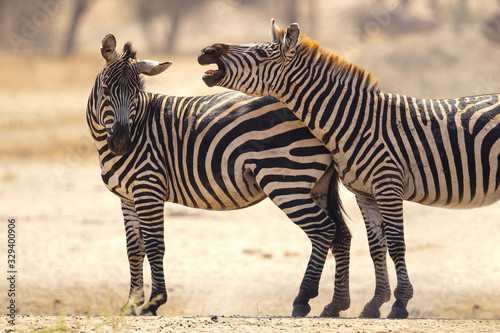 The plains zebra  Equus quagga  formerly Equus burchellii   also known as the common zebra  is the most common and geographically widespread species of zebra.