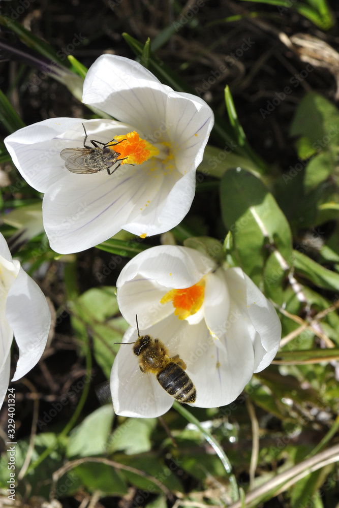 Krokus ein begehrter Futterplatz für Bienen und andere Insekten Krokus ein begehrter Futterplatz für Bienen und andere Insekten