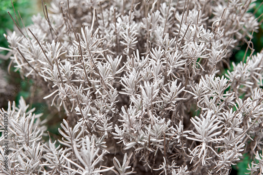 Santolina chamaecyparissus, cotton lavender - aromatic and medicinal herb Santolina chamaecyparissus, cotton lavender - aromatic and medicinal herb