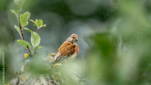 The bird squats in the tree and looks around