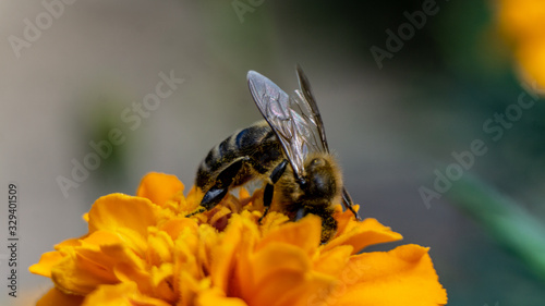The bee collects pollen on the yellow flower