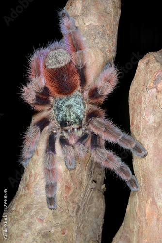 Close-up of a perched Antilles pinktoe tarantula (Avicularia versicolor) photo