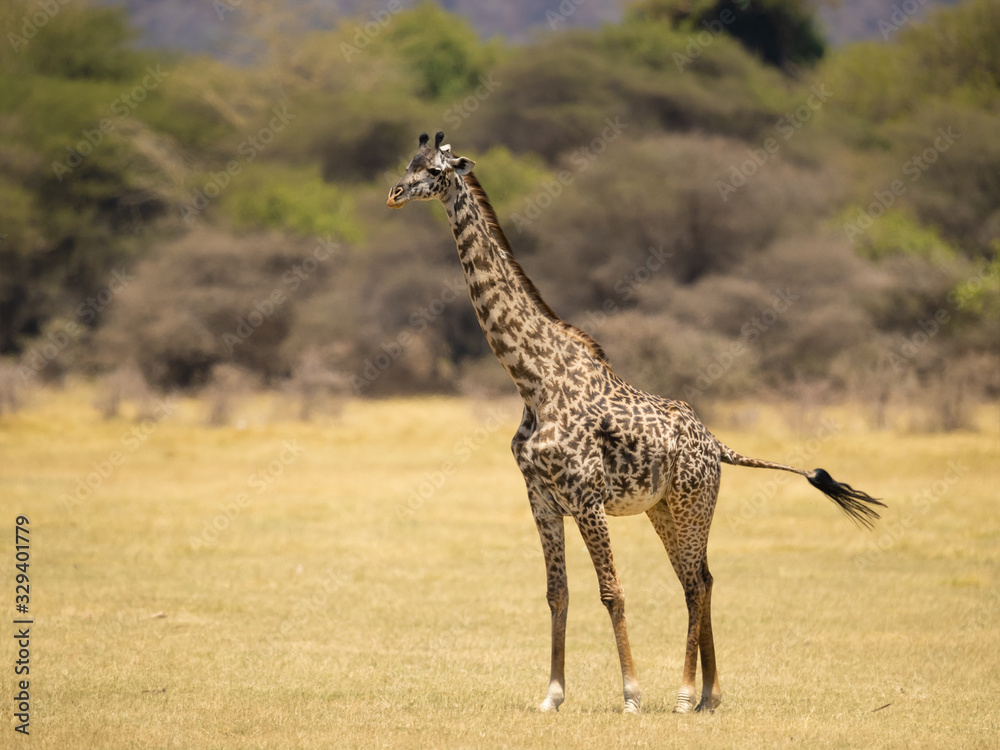 Obraz premium Masai giraffe (Giraffa camelopardalis tippelskirchii), also spelled Maasai giraffe, also called Kilimanjaro giraffe, is the largest subspecies of giraffe. It is native to East Africa.
