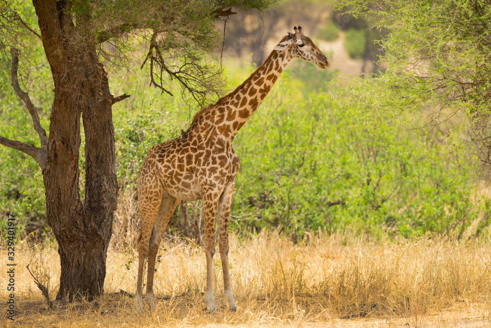Masai giraffe (Giraffa camelopardalis tippelskirchii), also spelled Maasai giraffe, also called Kilimanjaro giraffe, is the largest subspecies of giraffe. It is native to East Africa. Masai giraffe (Giraffa camelopardalis tippelskirchii), also spelled Maasai giraffe, also called Kilimanjaro giraffe, is the largest subspecies of giraffe. It is native to East Africa.