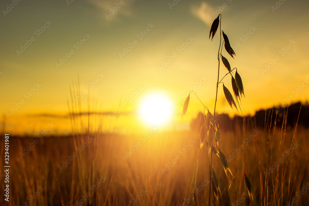 Fototapeta premium Summer sunset in a field with ears of wheat and beautiful sky.