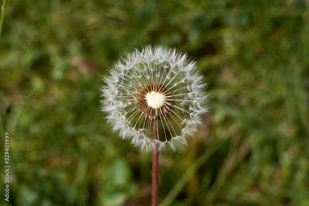 Fototapeta premium Close up view of half blown dandelion