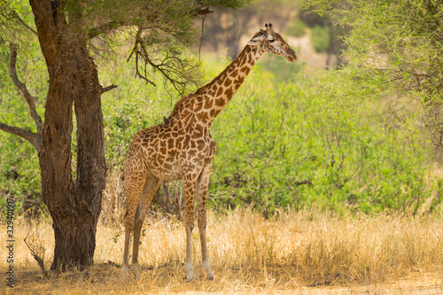 Masai giraffe  Giraffa camelopardalis tippelskirchii   also spelled Maasai giraffe  also called Kilimanjaro giraffe  is the largest subspecies of giraffe. It is native to East Africa.