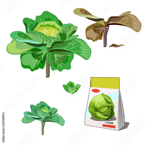 Set of stages of life of a agricultural plant cabbage isolated on white background. Paper packaging for storage of seeds. Vector cartoon close-up illustration.