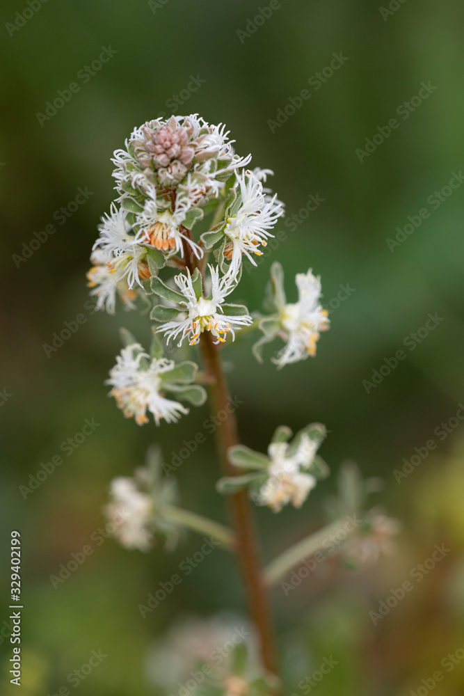 Macrophotographie de fleur sauvage - Réséda bâtard - Reseda lutea Macrophotographie de fleur sauvage - Réséda bâtard - Reseda lutea