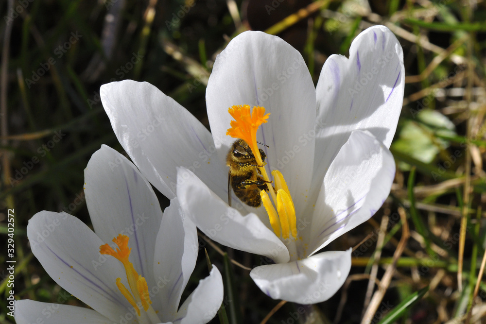Fototapeta premium Weiße Krokusblüte wird von einer Biene besucht