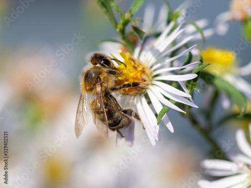 Honey Bee pollinating a flower
