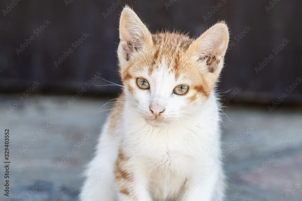 chat de tunisie