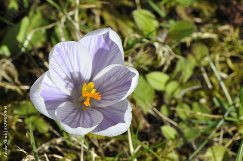 Weißer Krokus mit schöner lila Zeichnung