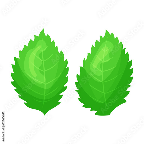 Strawberry leaves. Colorful simple flat cartoon style. Isolated vector illustration.