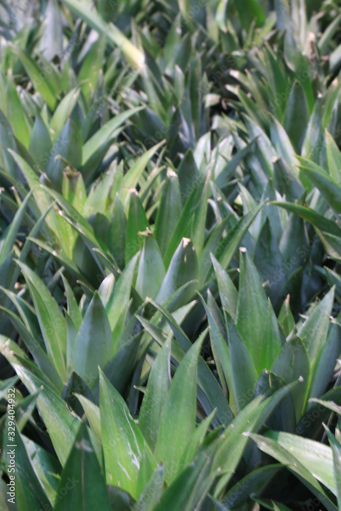 Obraz premium Pineapple tops