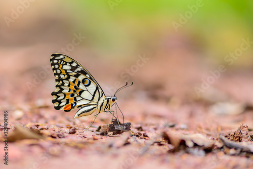 Beautiful Lime butterfly eat mineral in nature on the floor © Apiwan