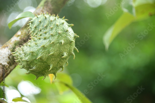 Soursop tropical fruit growning in Annona muricata tree in the rain forest, St Lucia, Caribbean. photo