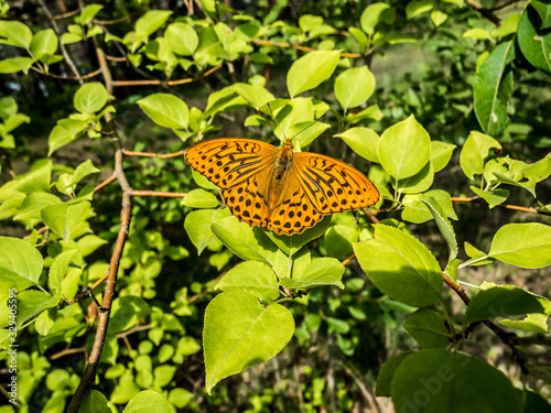 Butterfly on leaf.