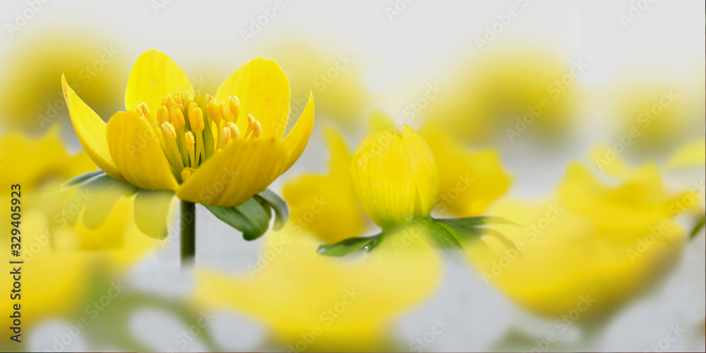 Obraz premium Winterling (Eranthis hyemalis) Pflanze mit gelben Blüten, Panorama