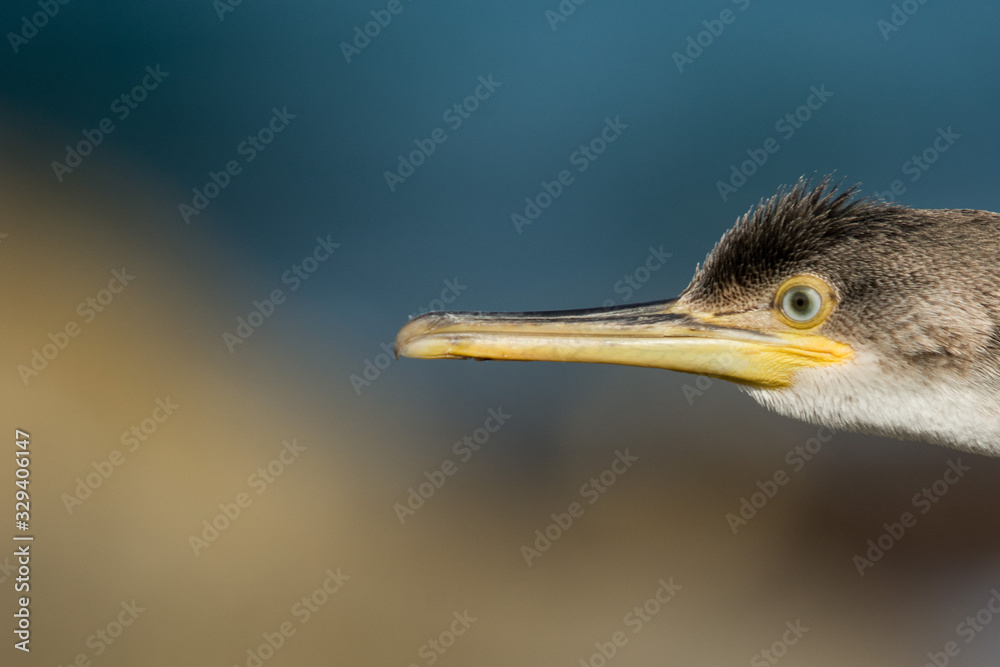 A european shag (Phalacrocorax aristotelis) A european shag (Phalacrocorax aristotelis)