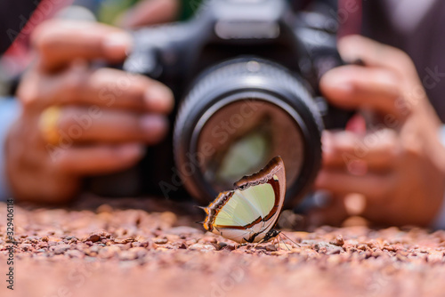 Beautiful Indian yellow nawab butterfly eat mineral in nature on the floor