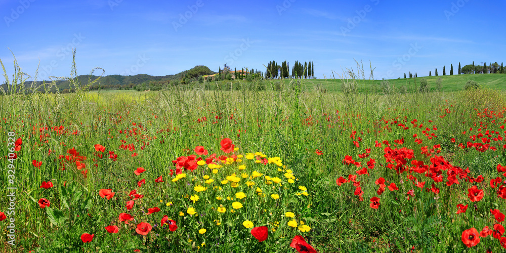 Wildblumenwiese mit verschiedenen Pflanzen, Toskana, Italien, Europa