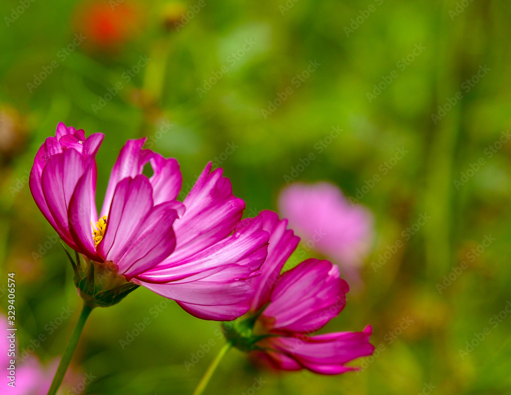 Various pink flowers with a green background Various pink flowers with a green background