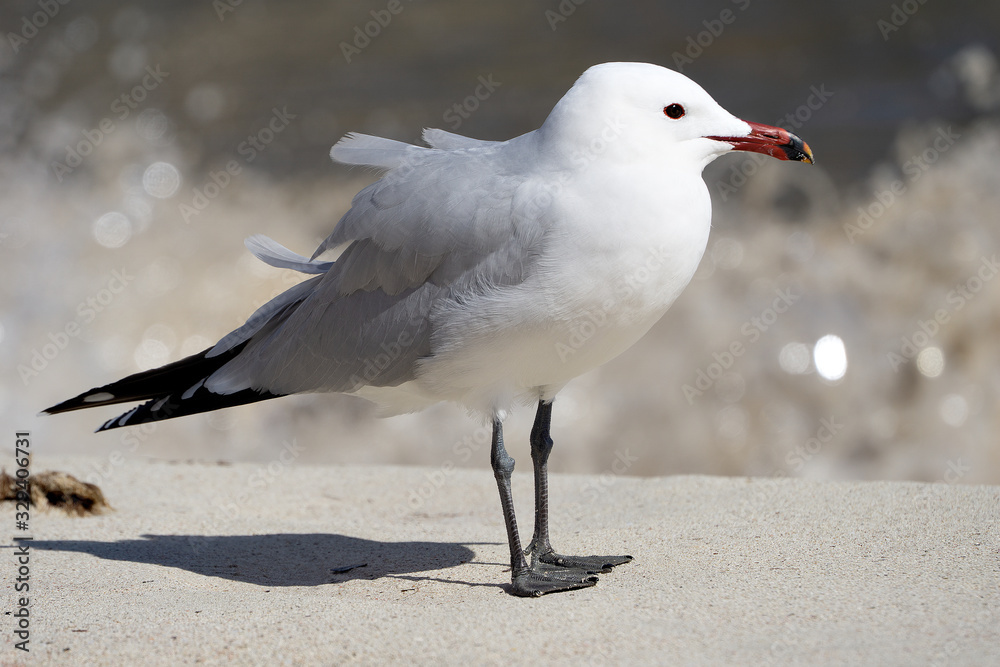 Korallenmöve, Larus audouinii, am Playa de S´Amarador Korallenmöve, Larus audouinii, am Playa de S´Amarador