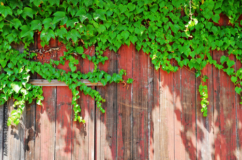 Green vines in front of the red old wood background