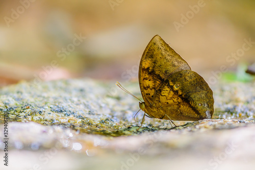 Beautiful Great Duffer butterfly eat mineral in nature on the floor photo