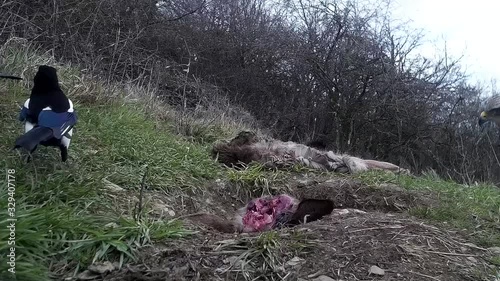 Mäusebussard, Rabenkrähe und Elster am Futterplatz in der Eifel photo