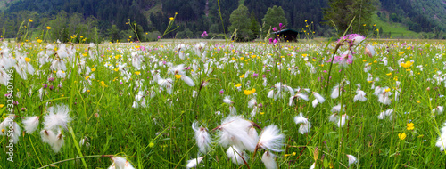 Wollgräser (Eriophorum) Fruchtstand, Sumpfwiesen, Feuchtwiesen, Panorama photo