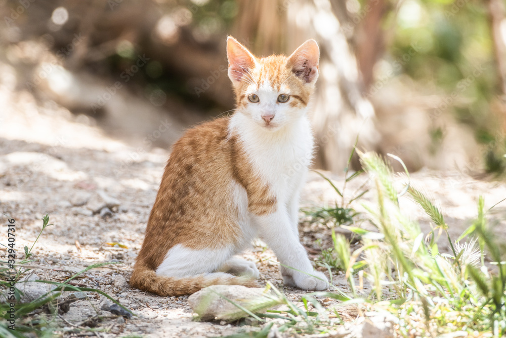 chat de tunisie
