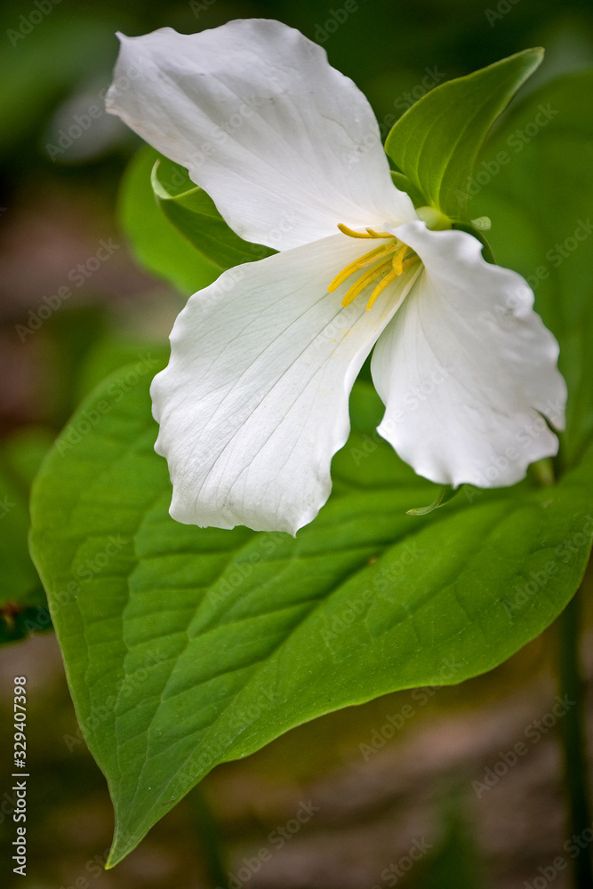Extreme close up of a blooming white trillium wildflower. Extreme close up of a blooming white trillium wildflower.