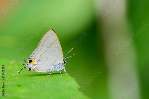 Beautiful Hypolycaena erylus butterfly perched on leaf in natural