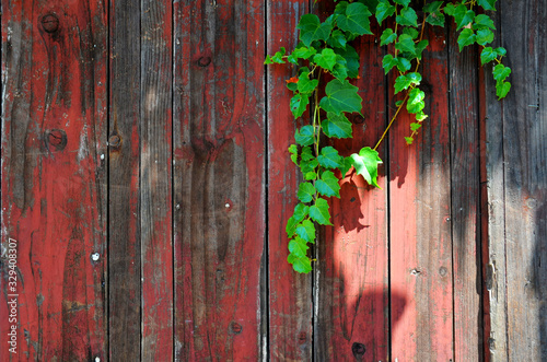 Green vines on the old red wooden board in the sunshine