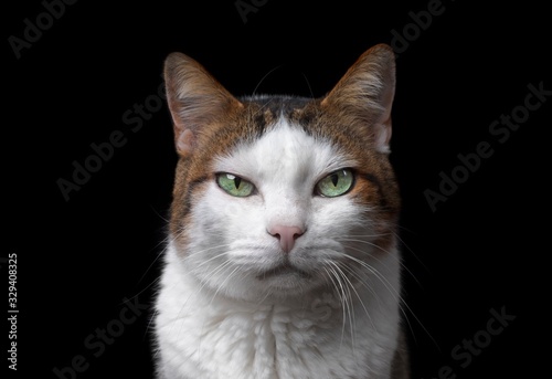 Close-up portrait of a cranky tabby cat looking at camera. Isolated on black background.