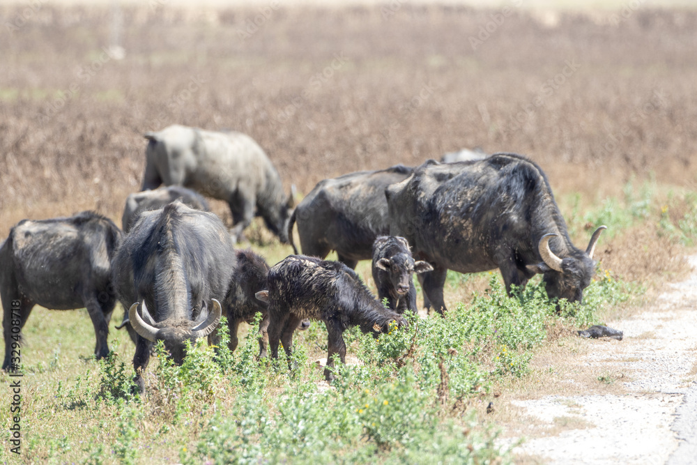 water buffalo water buffalo