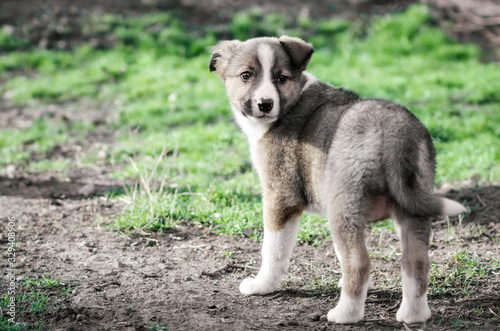 little puppy mongrel on a walk path