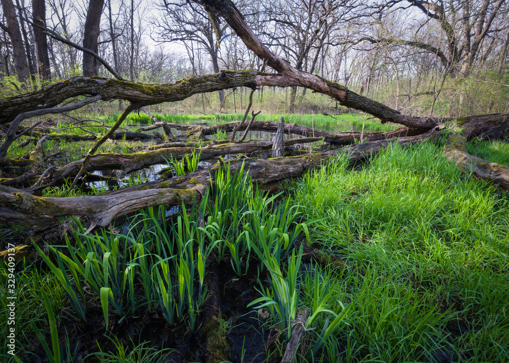 Heavy spring rains and vernal pools create habitat for reptiles, amphibians and other wildlife. Heavy spring rains and vernal pools create habitat for reptiles, amphibians and other wildlife.